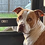 dog, pet, brown, white, indoor, portrait, canine, ears, face, fur, looking, window, screen, door, backyard, grass, expression, animal, mammal, companion