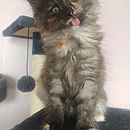 Xéna a rejoint le concours — aidez-le/la à gagner de superbes lots ! adorable, animal, cat, cat_tree, curious, cute, ears, feline, fluffy, fur, furry, indoor, kitten, paws, pet, playful, small, tongue_out, whiskers, young