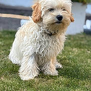 Dilly is registered to the contest to win money with this photo: animal, black_nose, blurred_background, brown_ears, collar, curly_fur, cute, dog, fluffy, garden, grass, lawn, outdoor, pet, portrait, puppy, sitting, small_dog, sunlight, white_fur