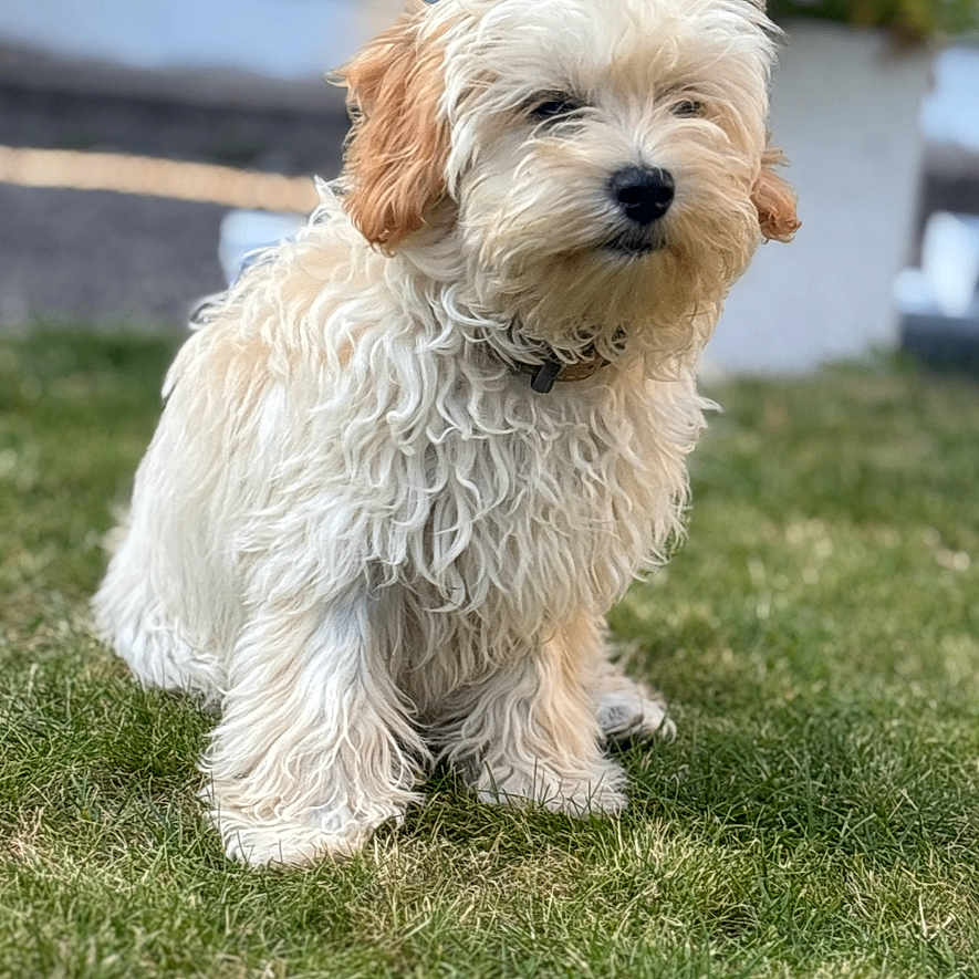 Dilly