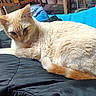Chantilly a rejoint le concours — aidez-le/la à gagner de superbes lots ! animal, black_quilted_surface, cat, close_up, cozy, cream_colored, domestic_cat, ears, feline, fur, indoor, lounging, orange_markings, pet, relaxed, resting, tail, tiled_floor, whiskers, wooden_furniture