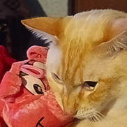 Chantilly a rejoint le concours — aidez-le/la à gagner de superbes lots ! cat, ginger_cat, close_up, plush_toy, pink, soft_toy, face, animal, pet, cute, resting, indoor, feline, cozy, fur, whiskers, ears, sleepy, comfort, cuddle