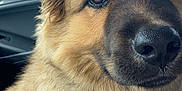 Tank joined the competition — help win amazing prizes! dog, fluffy, close_up, car_interior, leash, brown_fur, pet, animal, canine, seat, window, ear, nose, fur, portrait, domestic_animal, companion, friendly, indoors, vehicle