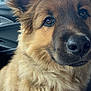 dog, fluffy, close_up, car_interior, leash, brown_fur, pet, animal, canine, seat, window, ear, nose, fur, portrait, domestic_animal, companion, friendly, indoors, vehicle