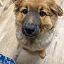 dog, puppy, fluffy, brown_fur, indoor, wooden_floor, denim, jeans, black_chair, pet, cute, looking_up, ears, canine, flooring, domestic_animal, closeup, young_dog, waiting, adorable
