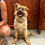 Tank joined the competition — help win amazing prizes! dog, puppy, leash, wooden_cabinet, tile_floor, happy, sitting, pet, indoor, furry, tongue_out, canine, brown_fur, person_partial, footwear, sandals, smiling, domestic_animal, companion, household