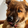 Tank is registered to the contest to win money with this photo: dog, close_up, fluffy, brown_coat, black_coat, tongue_out, pet, indoor, curious, ears, nose, collar, animal, cute, portrait, furry, face, domestic_animal, canine, companion