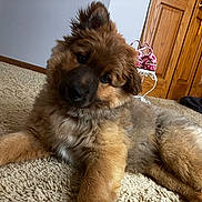 Tank joined the competition — help win amazing prizes! puppy, dog, carpet, indoor, wooden_door, pet, fur, cute, lying_down, head_tilt, fluffy, animal, young_dog, home_interior, decor, shoes, small_table, cozy, brown, adorable