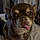Chien