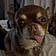 Chien
