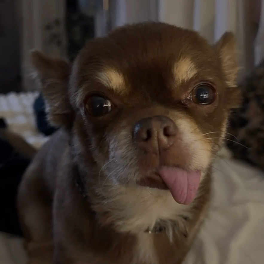 Chien