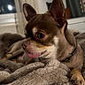 Chien participe au concours pour gagner de l'argent avec cette photo : dog, small_dog, brown_dog, tongue_out, blanket, cozy, indoor, pet, ears, fur, resting, home, furniture, shelf, decor, relaxed, canine, animal, cute, portrait