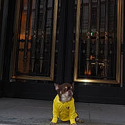 Chien participe au concours pour gagner de l'argent avec cette photo : dog, yellow_shirt, steps, stone, door, ornate, golden_bars, outdoor, pet, small_dog, chihuahua, pavement, side_view, animal_clothing, urban, building_entrance, quiet, daytime, curious, portrait