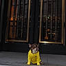 dog, yellow_shirt, steps, stone, door, ornate, golden_bars, outdoor, pet, small_dog, chihuahua, pavement, side_view, animal_clothing, urban, building_entrance, quiet, daytime, curious, portrait