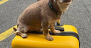 Chien participe au concours pour gagner de l'argent avec cette photo : dog, chihuahua, small_dog, brown_dog, suitcase, yellow_suitcase, street, urban, outdoor, sidewalk, travel, pet, animal, cute, sunlight, road_markings, collar, luggage, waiting, expression