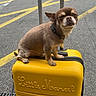 dog, chihuahua, small_dog, brown_dog, suitcase, yellow_suitcase, street, urban, outdoor, sidewalk, travel, pet, animal, cute, sunlight, road_markings, collar, luggage, waiting, expression