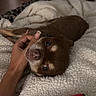 Chien participe au concours pour gagner de l'argent avec cette photo : dog, brown_dog, pet, hand, blanket, bed, indoor, cozy, cute, animal, fur, resting, sleepy, companion, comfort, soft_texture, closeup, portrait, domestic, relaxation