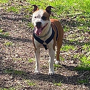 Zaoh a rejoint le concours — aidez-le/la à gagner de superbes lots ! animal, brown, collar, daylight, dog, ears, forest, grass, ground, happy, harness, leaves, nature, outdoor, panting, path, pet, sunlight, walking, white