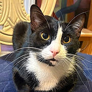 Pongo joined the competition — help win amazing prizes! cat, tuxedo_cat, black_and_white, pet, animal, feline, whiskers, yellow_eyes, pink_nose, ears, close_up, portrait, indoor, blanket, blue_blanket, mirror, ornate_frame, furniture, sitting, alert