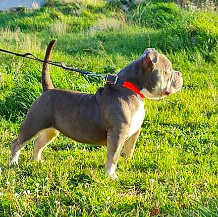 Shelby participe au concours pour gagner de l'argent avec cette photo : adventure, bulldog, canidae, carnivore, collar, companion_dog, dog, dog_breed, dog_collar, dog_supply, fashion_accessory, fawn, grass, leash, pet_supply, plant, snout, tail, working_animal, working_dog