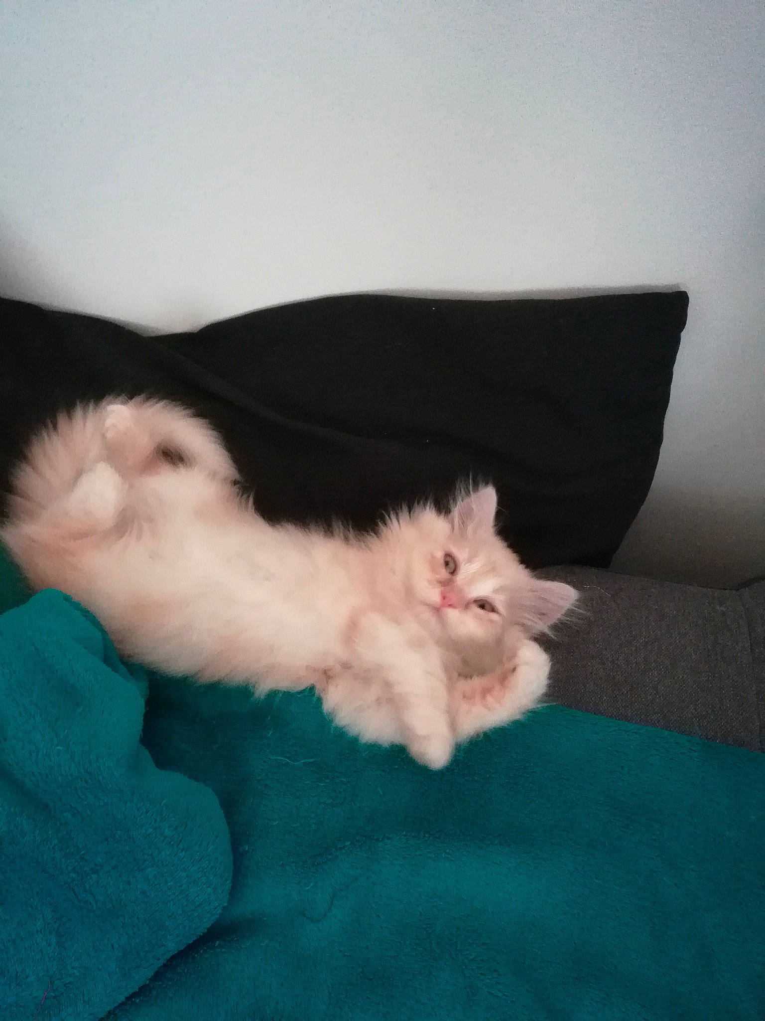 Roméo participe au concours pour gagner de l'argent avec cette photo : american_curl, carnivore, cat, domestic_long_haired_cat, fawn, felidae, fur, kitten, mammal, napoleon_cat, norwegian_forest_cat, persian, ragdoll, skin, small_to_medium_sized_cats, tail, turkish_angora, turkish_van, whiskers