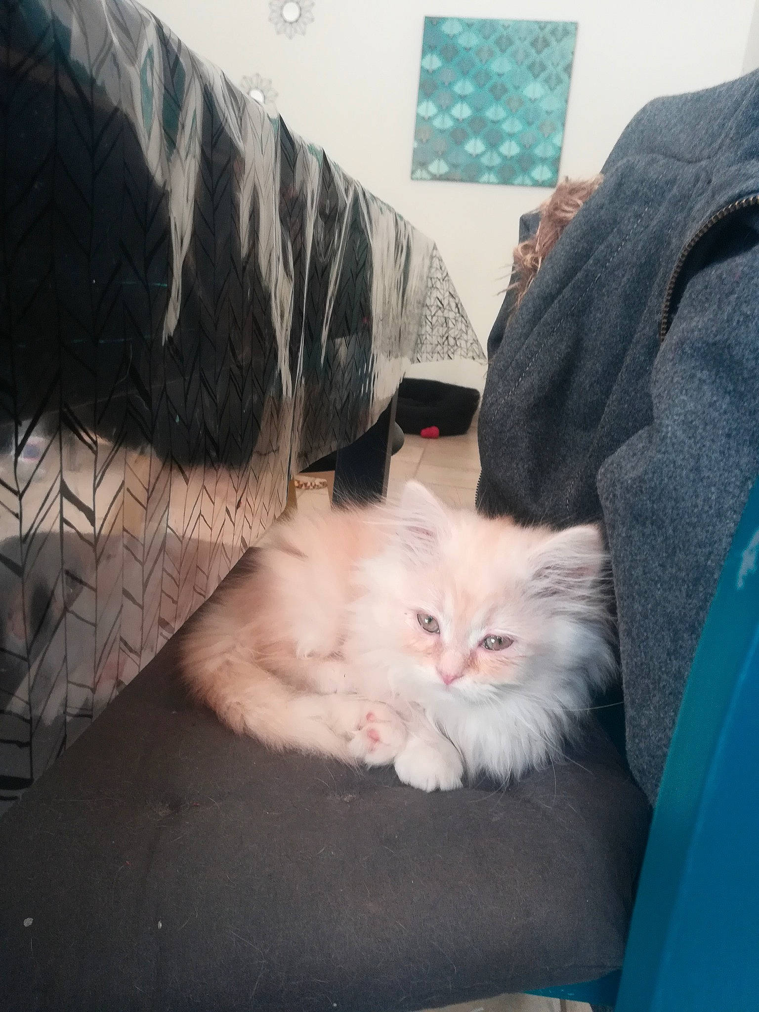 Roméo a rejoint le concours — aidez-le/la à gagner de superbes lots ! british_semi_longhair, carnivore, cat, domestic_long_haired_cat, felidae, fur, kitten, mammal, norwegian_forest_cat, persian, ragamuffin, small_to_medium_sized_cats, turkish_angora, whiskers