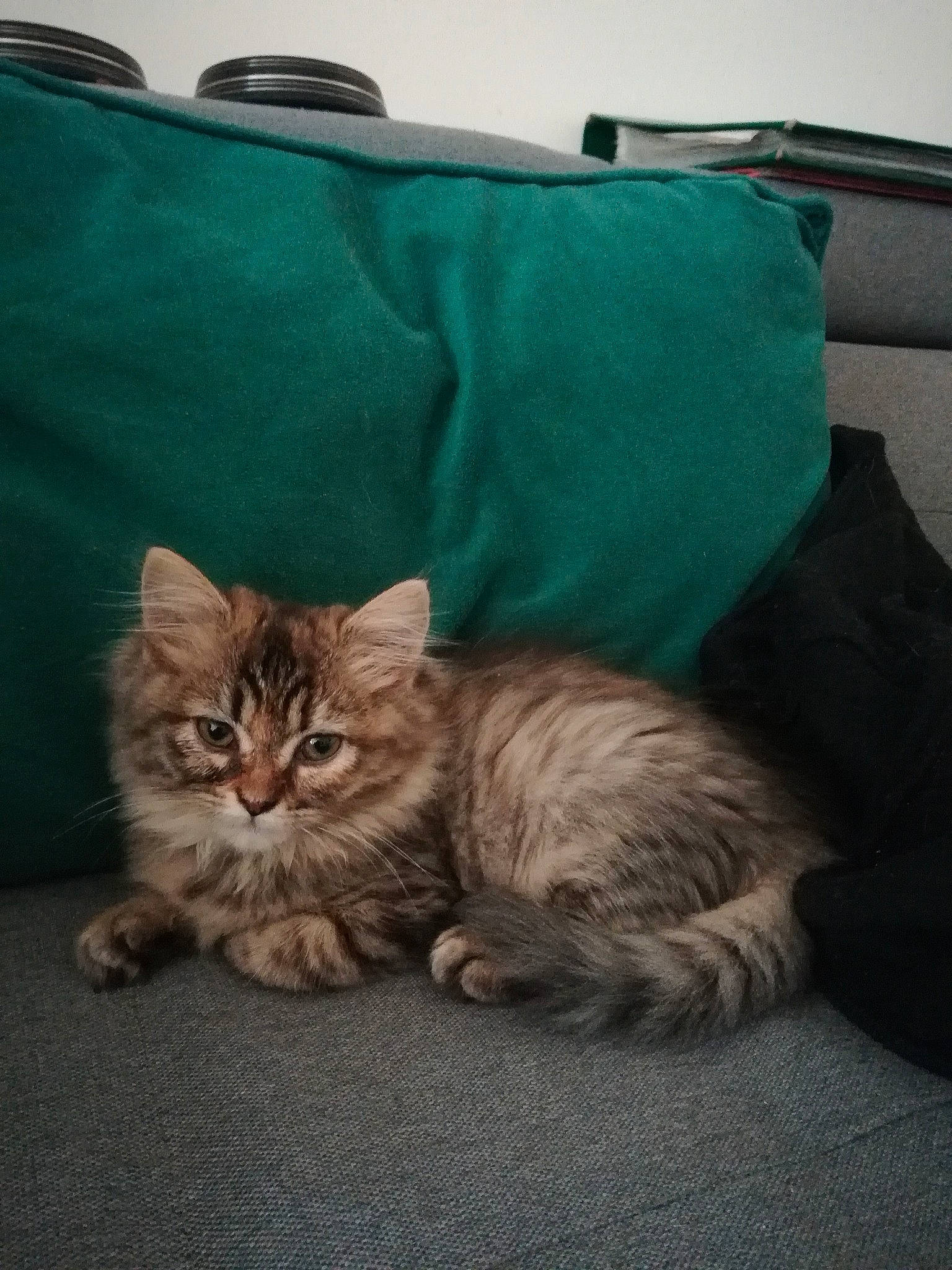 Ruby participe au concours pour gagner de l'argent avec cette photo : asian, british_semi_longhair, carnivore, cat, domestic_short_haired_cat, dragon_li, european_shorthair, fawn, felidae, fur, kitten, maine_coon, mammal, pixie_bob, siberian, sitting, small_to_medium_sized_cats, snapshot, tabby_cat, whiskers