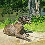 Jan is registered to the contest to win money with this photo: alaunt, canidae, carnivore, dog, dog_breed, dutch_shepherd_dog, fawn, greyhound, lurcher, non_sporting_group, perro_de_presa_canario, plott_hound, sporting_group, tree