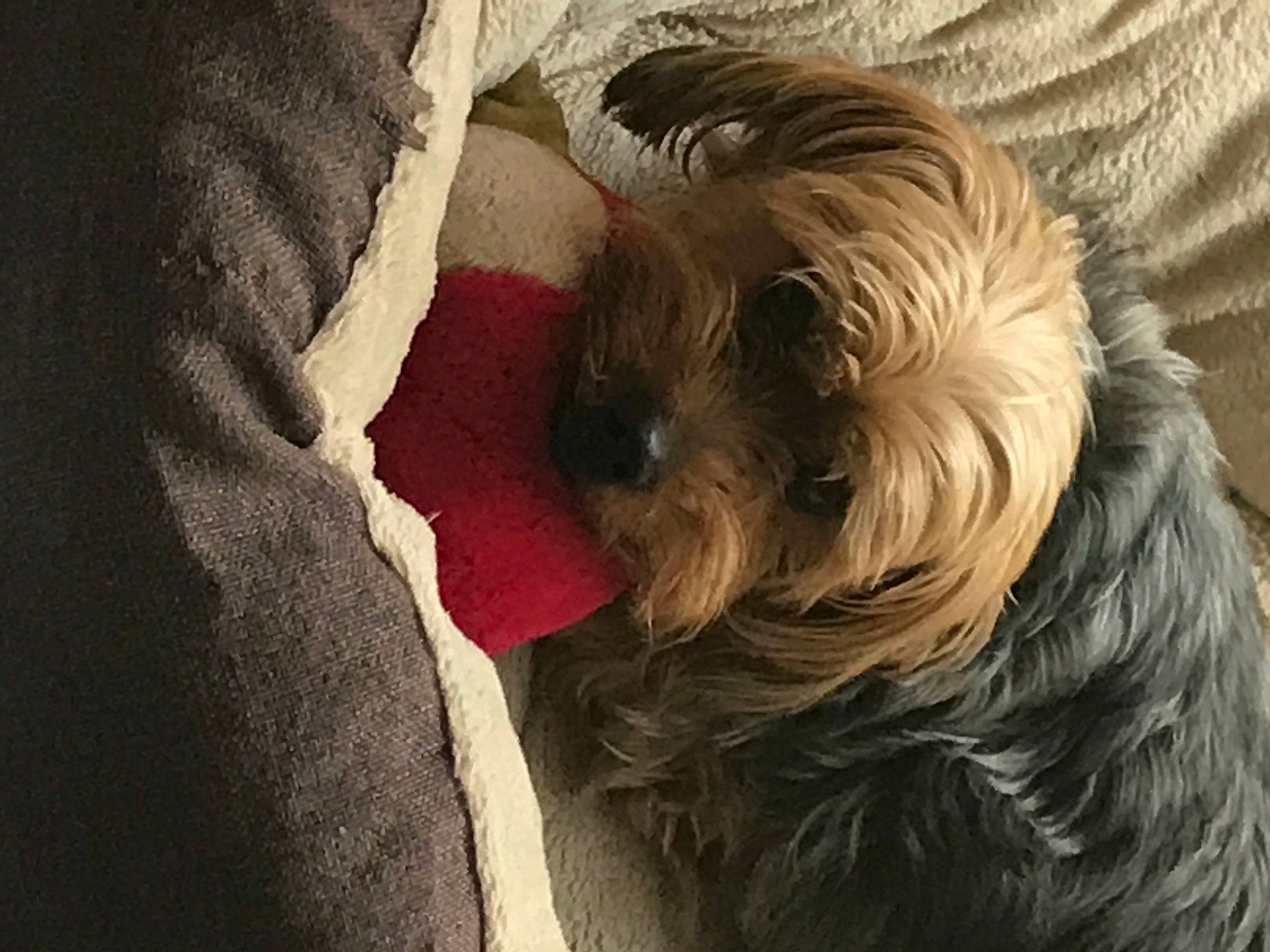 Brandy joined the competition — help win amazing prizes! canidae, carnivore, comfort, companion_dog, dog, dog_breed, dog_supply, fawn, fur, linens, liver, nap, small_terrier, snout, sporting_group, terrier, toy_dog, wood, working_animal, wrinkle