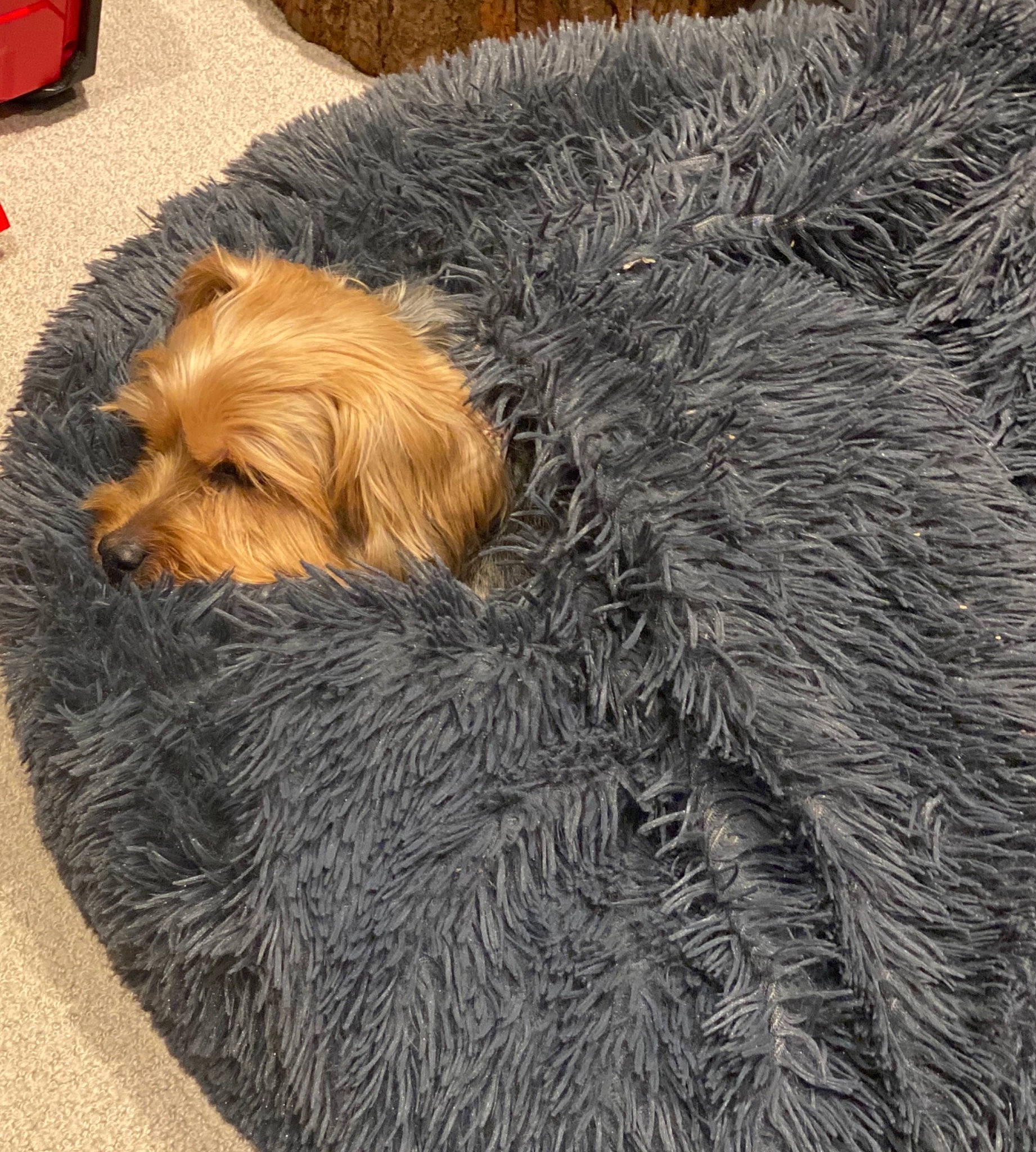 Brandy joined the competition — help win amazing prizes! canidae, carnivore, comfort, companion_dog, dog, dog_breed, fawn, flooring, fur, liver, natural_material, small_terrier, snout, sporting_group, tail, terrier, toy_dog, water_dog, working_animal