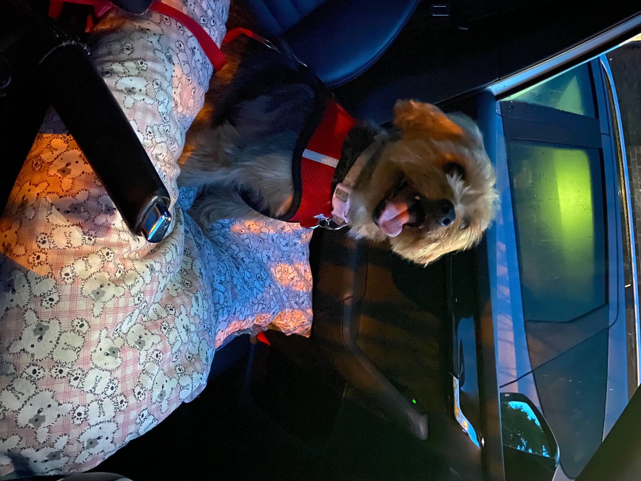 Brandy is registered to the contest to win money with this photo: auto_part, automotive_lighting, carnivore, dog, dog_breed, electric_blue, event, fawn, flesh, fun, fur, glass, magenta, metal, snout, space, sporting_group, tree, window