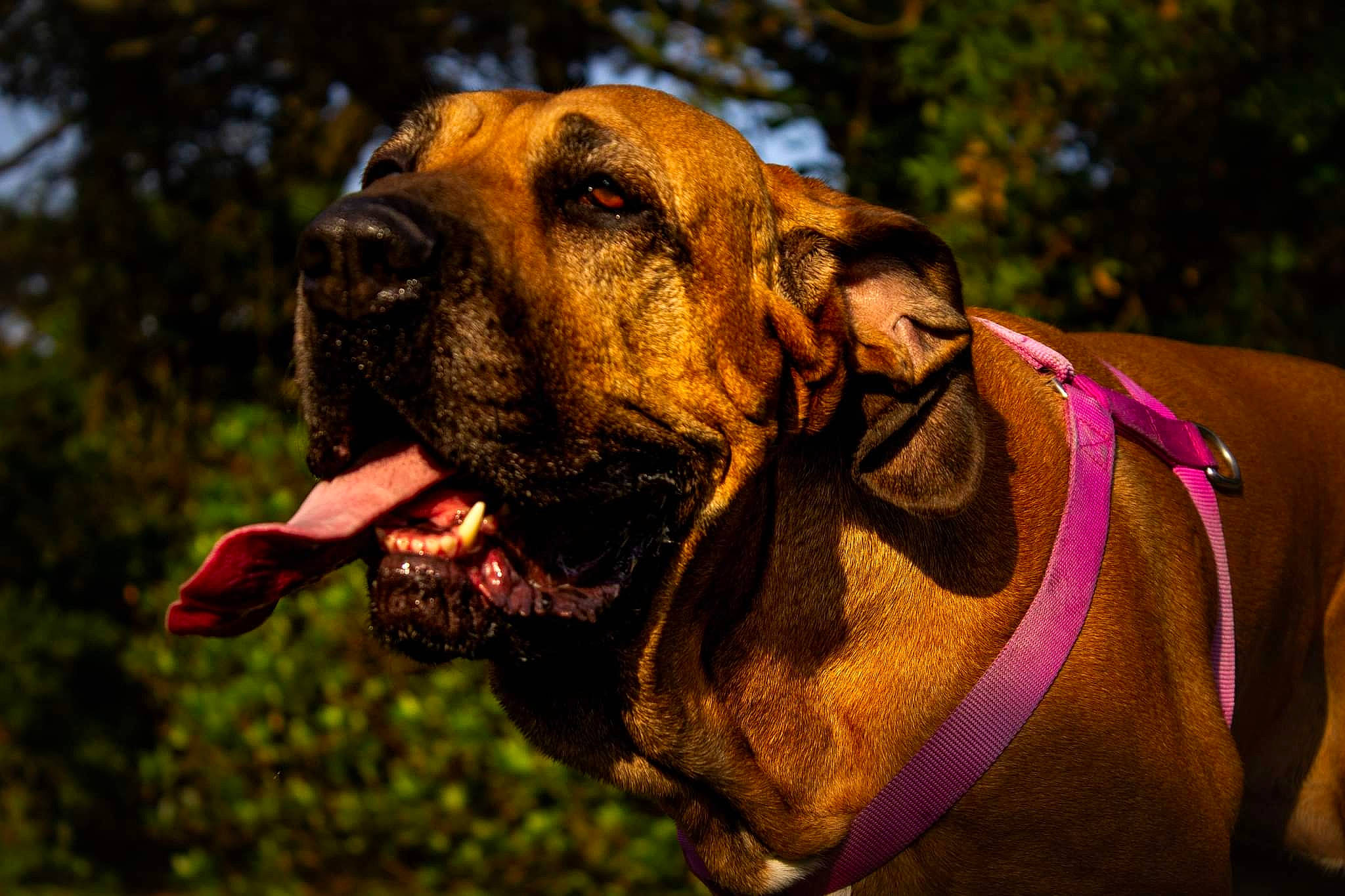 Fiona a rejoint le concours — aidez-le/la à gagner de superbes lots ! canidae, carnivore, collar, companion_dog, dog, dog_breed, dog_collar, fawn, grass, molosser, pet_supply, plant, snout, sporting_group, terrestrial_animal, tree, whiskers, wildlife, working_animal, working_dog
