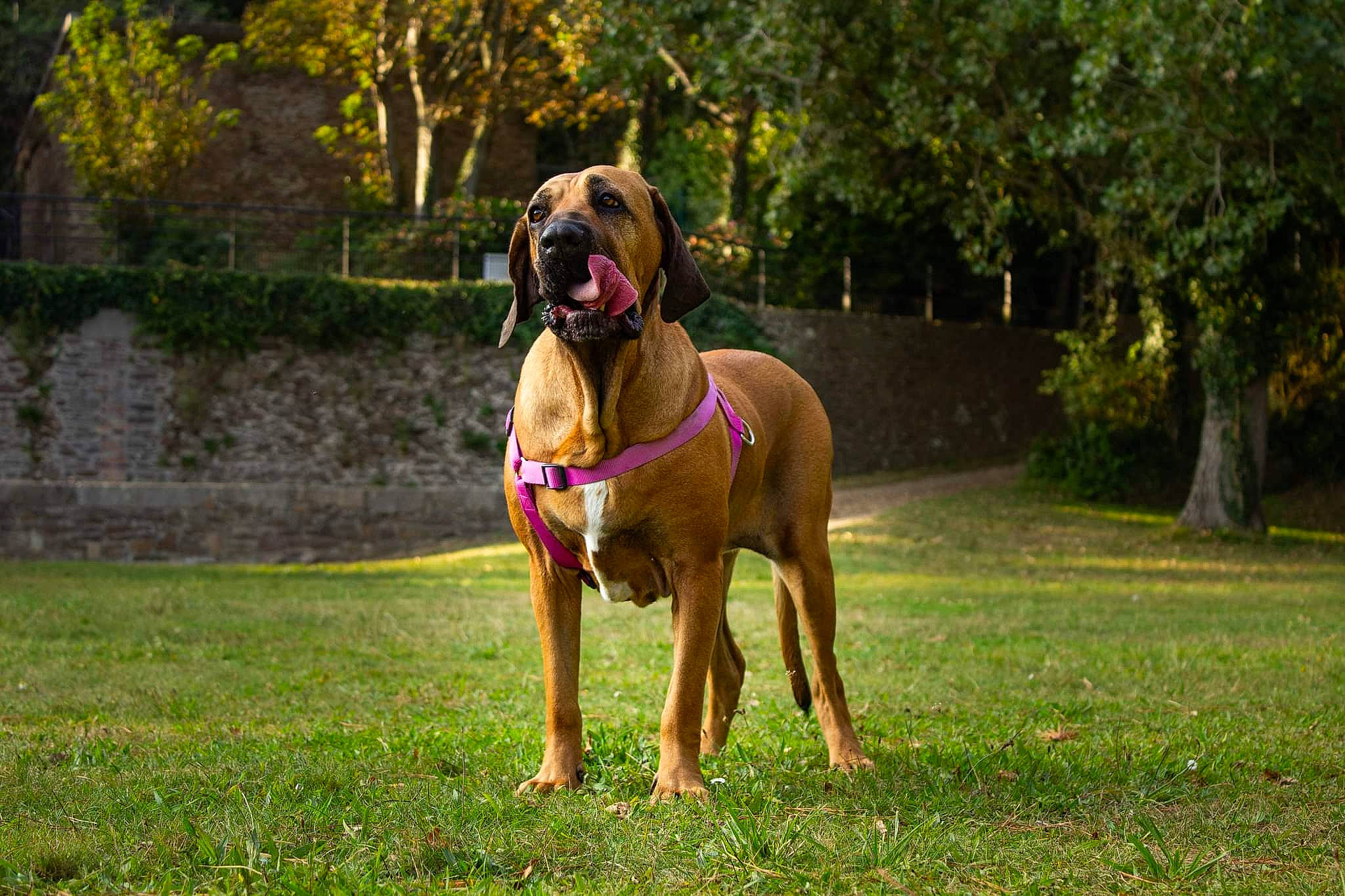 Fiona participe au concours pour gagner de l'argent avec cette photo : art, canidae, carnivore, collar, companion_dog, dog, dog_breed, dog_collar, dog_supply, fawn, grass, guard_dog, gun_dog, liver, plant, sporting_group, tail, tree, working_animal, working_dog