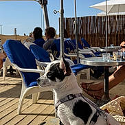 Bandit a rejoint le concours — aidez-le/la à gagner de superbes lots ! dog, small_dog, black_and_white, harness, outdoor, cafe, chairs, blue_cushions, umbrella, table, people, relaxing, sunny, daylight, wooden_floor, pet, leash, side_view, seated, blanket