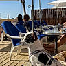 dog, small_dog, black_and_white, harness, outdoor, cafe, chairs, blue_cushions, umbrella, table, people, relaxing, sunny, daylight, wooden_floor, pet, leash, side_view, seated, blanket