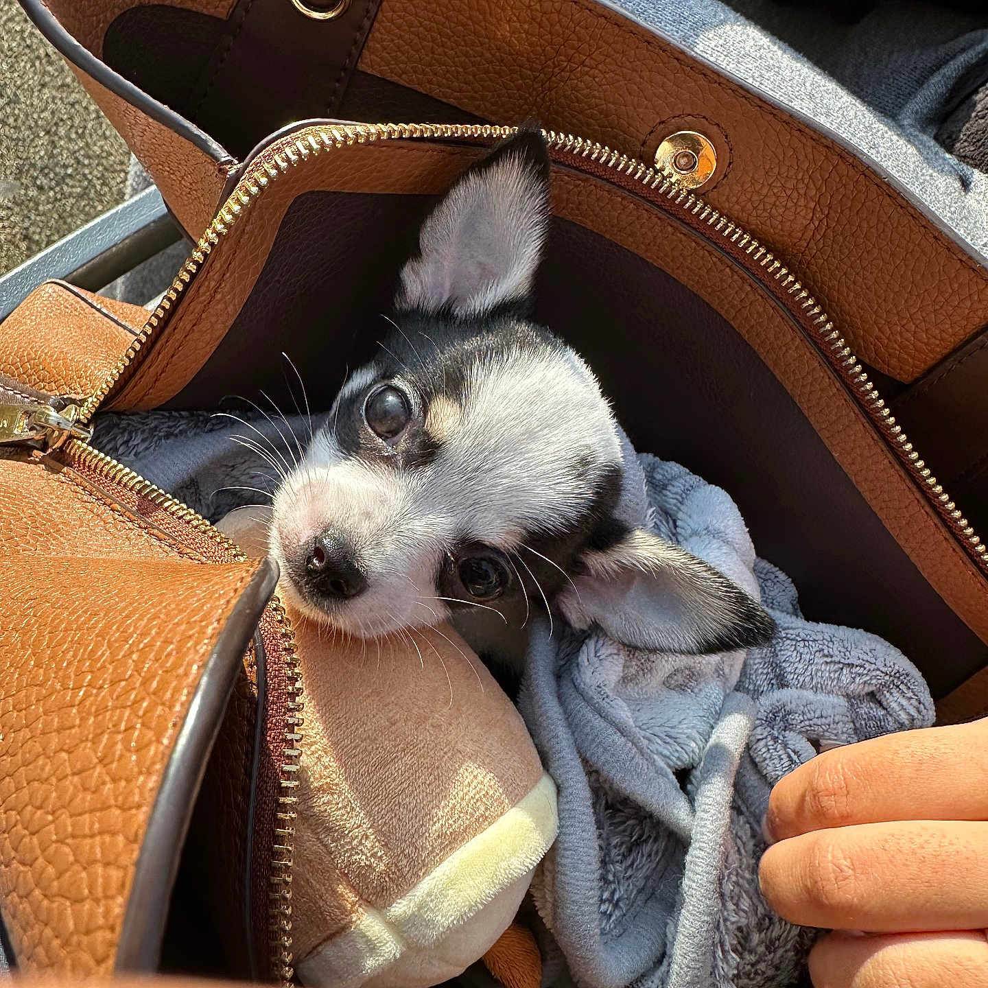 Bandit a rejoint le concours — aidez-le/la à gagner de superbes lots ! puppy, dog, handbag, leather, blanket, plush_toy, ear, curious, cute, pet, small, fur, animal, indoor, human_hand, zipper, texture, soft, snout, closeup
