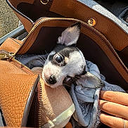 Bandit a rejoint le concours — aidez-le/la à gagner de superbes lots ! puppy, chihuahua, dog, handbag, leather, blanket, plush_toy, hand, outdoor, sunlight, zipper, small_dog, pet, cute, cozy, fur, ears, nose, resting, travel