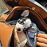 Bandit a rejoint le concours — aidez-le/la à gagner de superbes lots ! puppy, chihuahua, dog, handbag, leather, blanket, plush_toy, hand, outdoor, sunlight, zipper, small_dog, pet, cute, cozy, fur, ears, nose, resting, travel