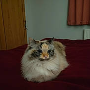 Freya joined the competition — help win amazing prizes! cat, fluffy, bedroom, blanket, red, wooden_closet, radiator, indoor, pet, animal, resting, feline, fur, cute, domestic, cozy, calm, closeup, laying, soft