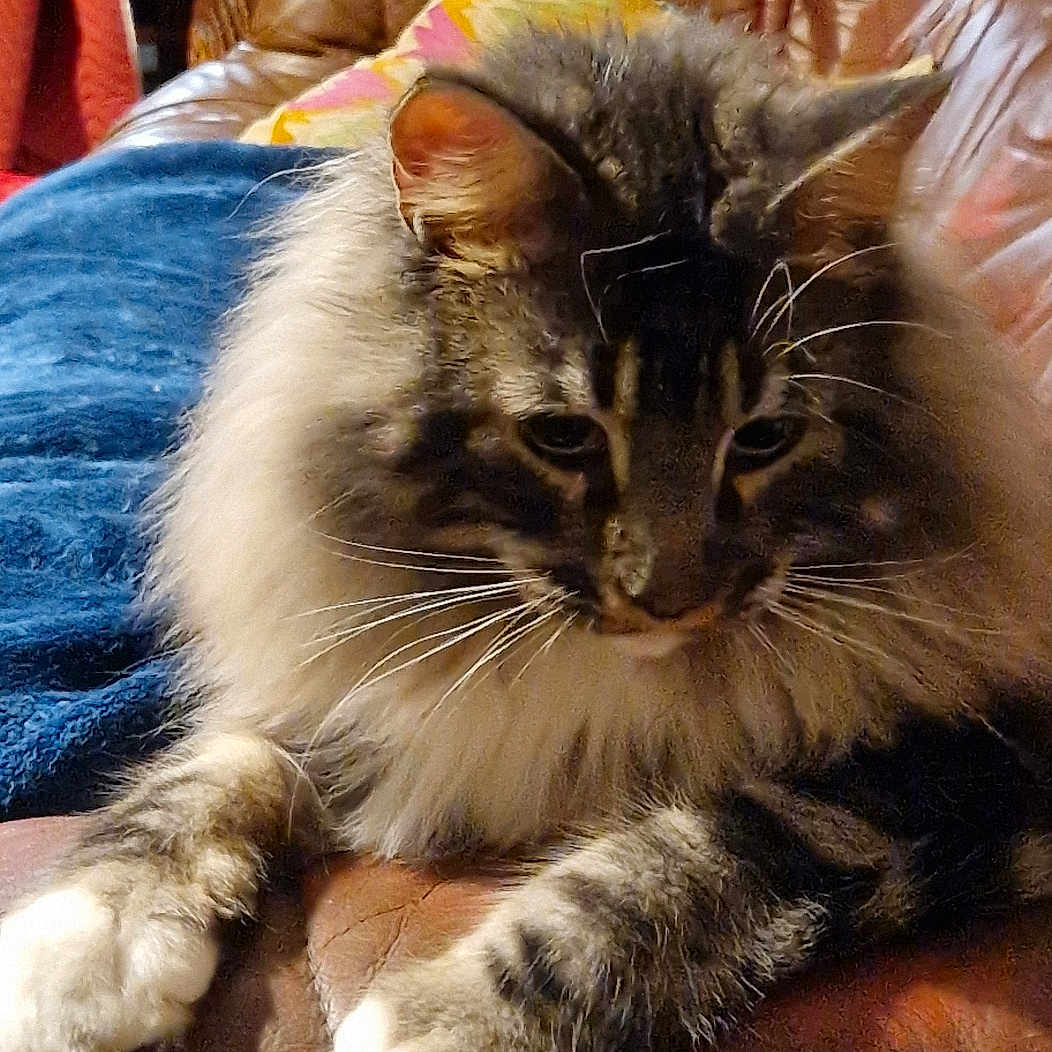 Tétris participe au concours pour gagner de l'argent avec cette photo : accessories, angora, animal, architecture, armchair, building, cat, chair, couch, cushion, furniture, homedecor, indoors, kitten, livingroom, manx, person, pet, room, sleeping
