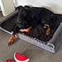 Lasko a rejoint le concours — aidez-le/la à gagner de superbes lots ! animal, black_dog, blanket, brown_paws, canine, companion, cute, dog, domestic, floor_tiles, home, indoor, laying_down, pet_bed, playful, plush_bed, relaxed, resting, toy, watermelon_toy