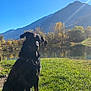 Lasko a rejoint le concours — aidez-le/la à gagner de superbes lots ! animal, autumn, canine, collar, daytime, dog, grass, lake, landscape, mountain, nature, outdoor, park, pet, reflection, scenic, serene, sky, sunlight, tree