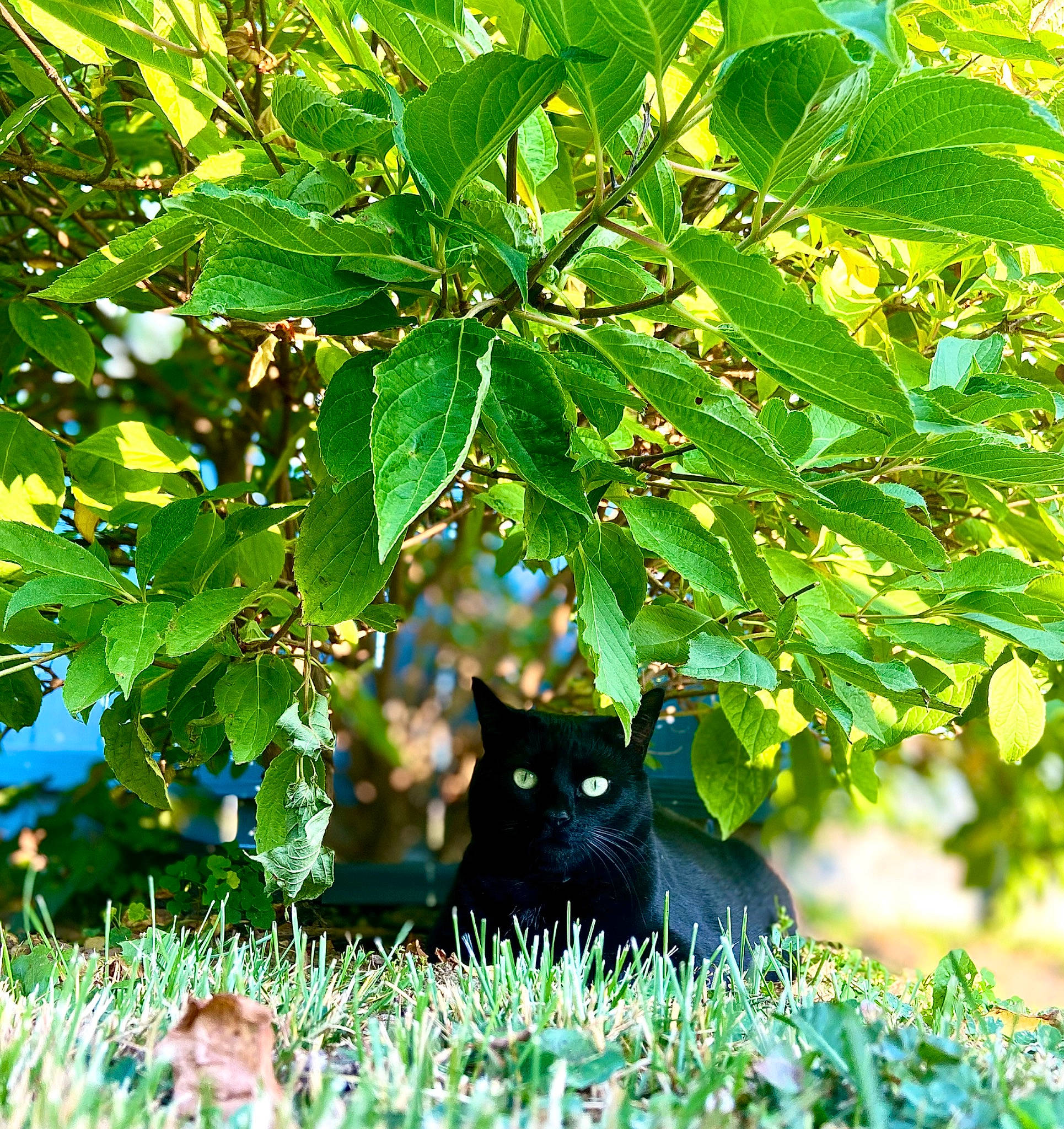 Bynx is registered to the contest to win money with this photo: botany, branch, carnivore, cat, electric_blue, felidae, grass, green, groundcover, leaf, nature, plant, small_to_medium_sized_cats, sunlight, terrestrial_plant, tree, twig, vegetation, whiskers, woody_plant