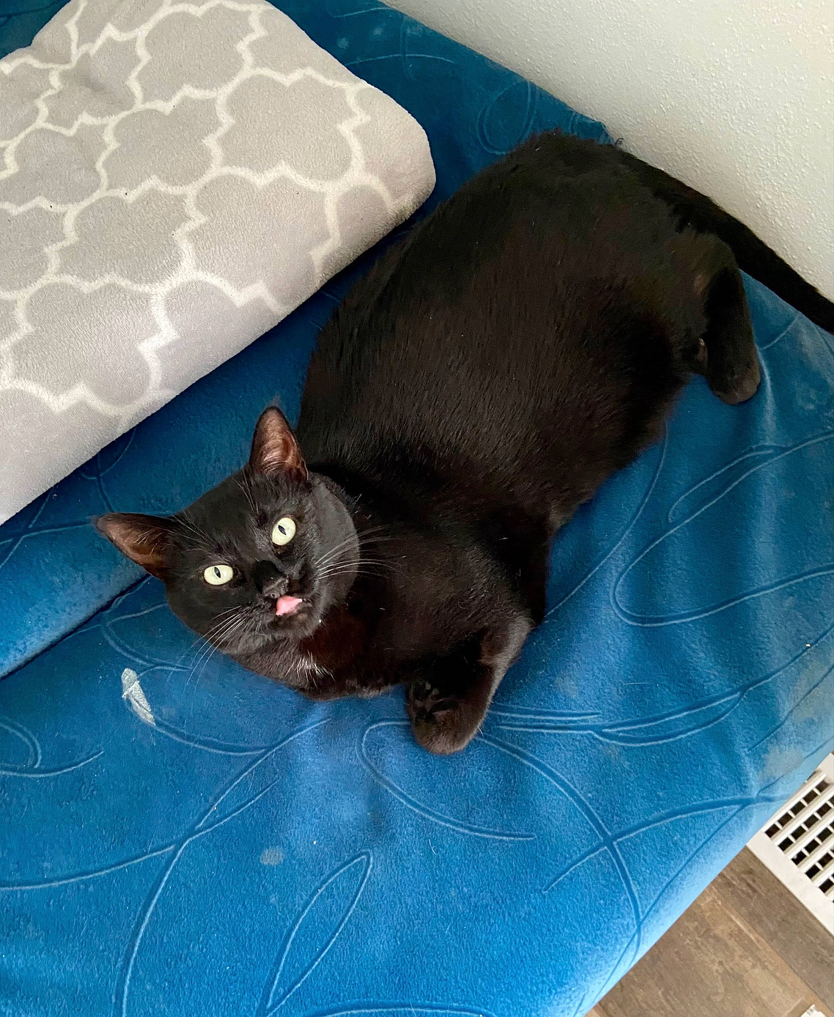 Bynx is registered to the contest to win money with this photo: bag, bedding, black_cat, blue, carnivore, cat, cat_bed, cat_supply, comfort, domestic_short_haired_cat, electric_blue, felidae, flooring, grey, linens, mammal, rectangle, small_to_medium_sized_cats, tail, whiskers