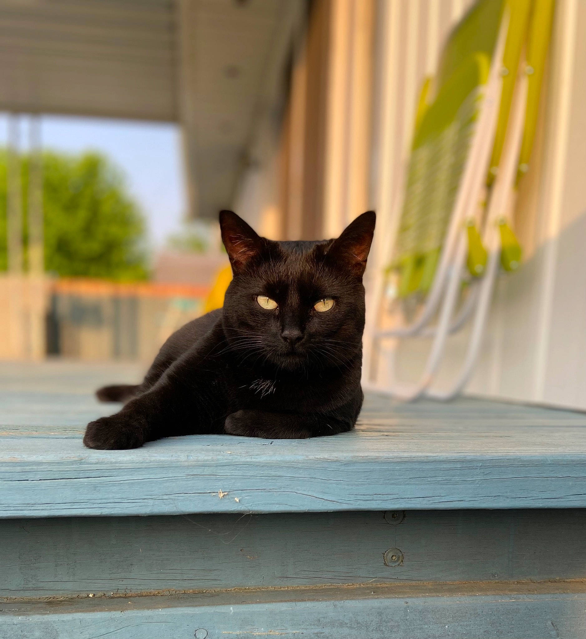 Bynx joined the competition — help win amazing prizes! black_cat, bombay, carnivore, cat, curtain, domestic_short_haired_cat, felidae, fur, grey, hardwood, plant, sitting, small_to_medium_sized_cats, snout, tail, tints_and_shades, tree, whiskers, window, wood