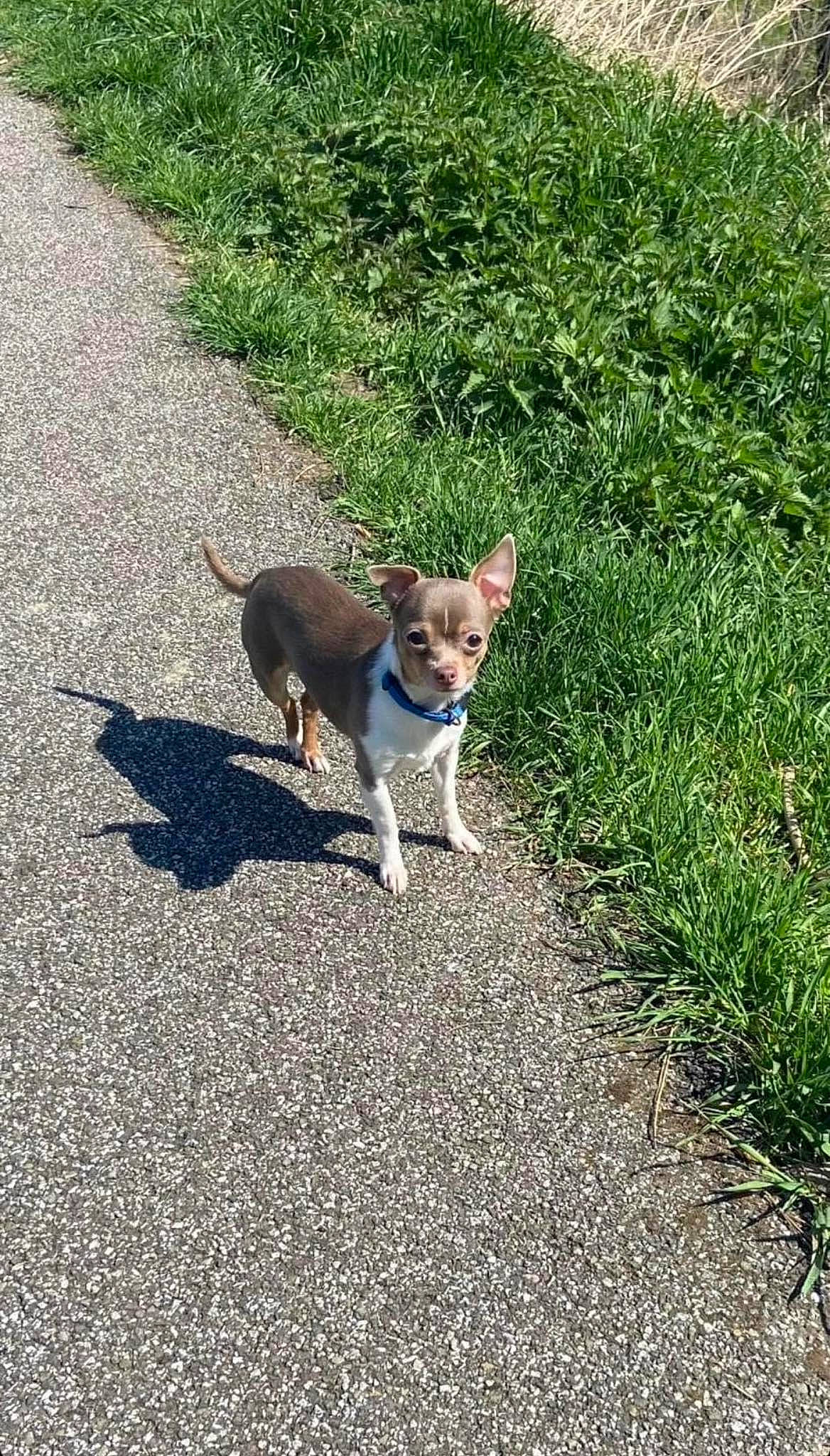 Riko a rejoint le concours — aidez-le/la à gagner de superbes lots ! asphalt, carnivore, cat, collar, companion_dog, dog_breed, domestic_short_haired_cat, fawn, felidae, grass, groundcover, leash, plant, road, road_surface, sidewalk, small_to_medium_sized_cats, snout, tail, whiskers