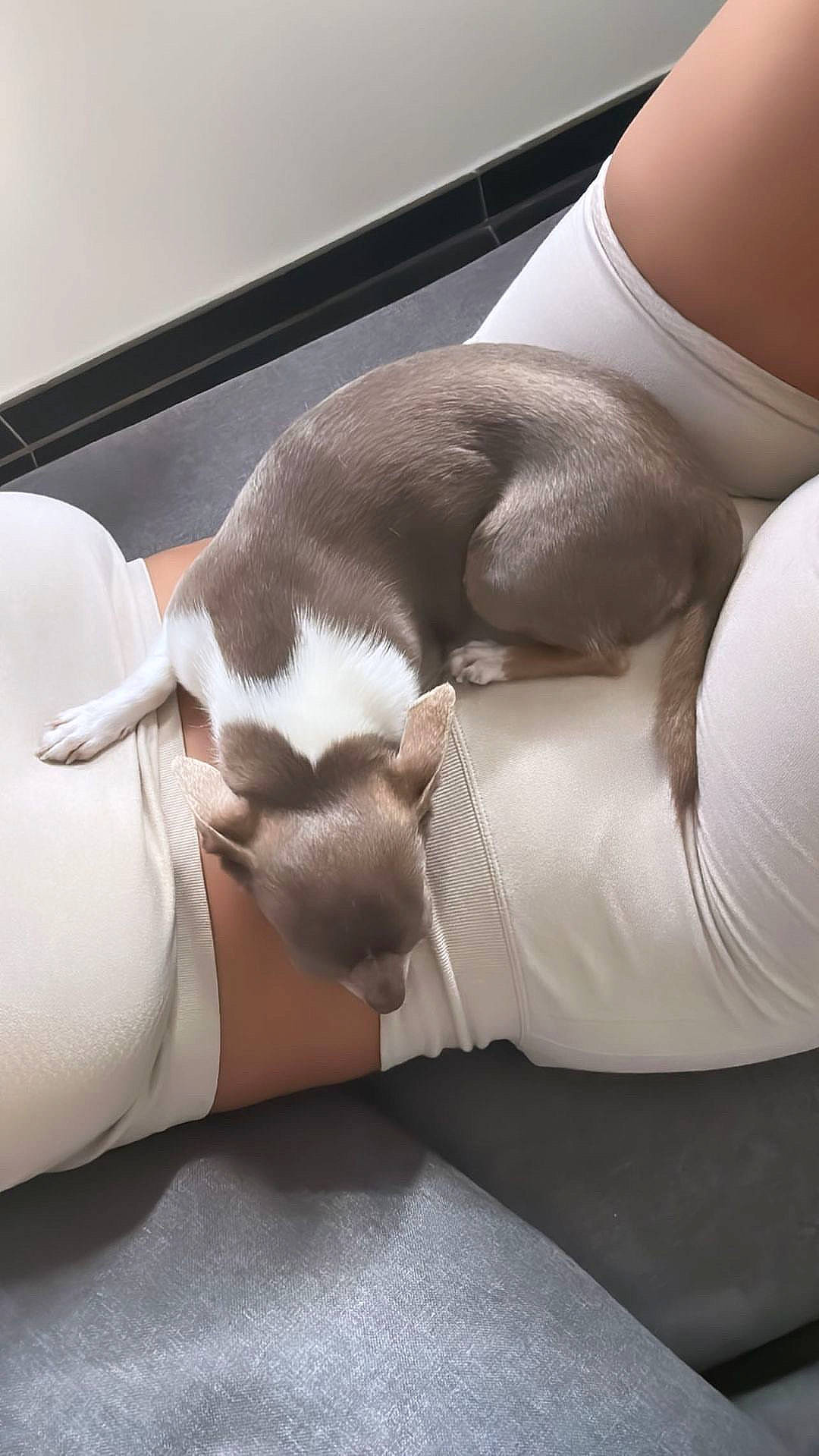 Riko participe au concours pour gagner de l'argent avec cette photo : abdomen, arm, carnivore, comfort, companion_dog, couch, elbow, finger, foot, human_body, human_leg, joint, knee, lap, leg, linens, mammal, shoulder, thigh, wrist