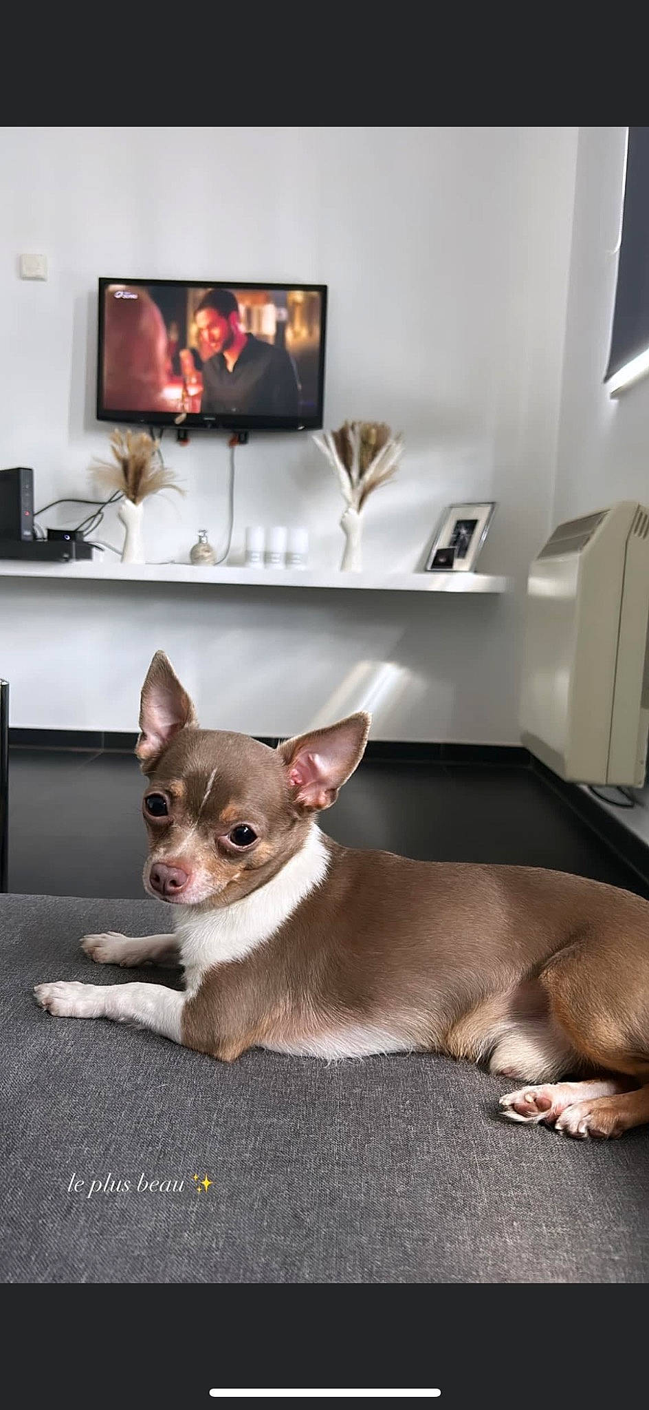 Riko a rejoint le concours — aidez-le/la à gagner de superbes lots ! carnivore, chihuahua, comfort, companion_dog, corgi_chihuahua, display_device, dog, dog_breed, fawn, flooring, fur, grey, led_backlit_lcd_display, room, television, toy_dog, whiskers, white, wood, working_animal