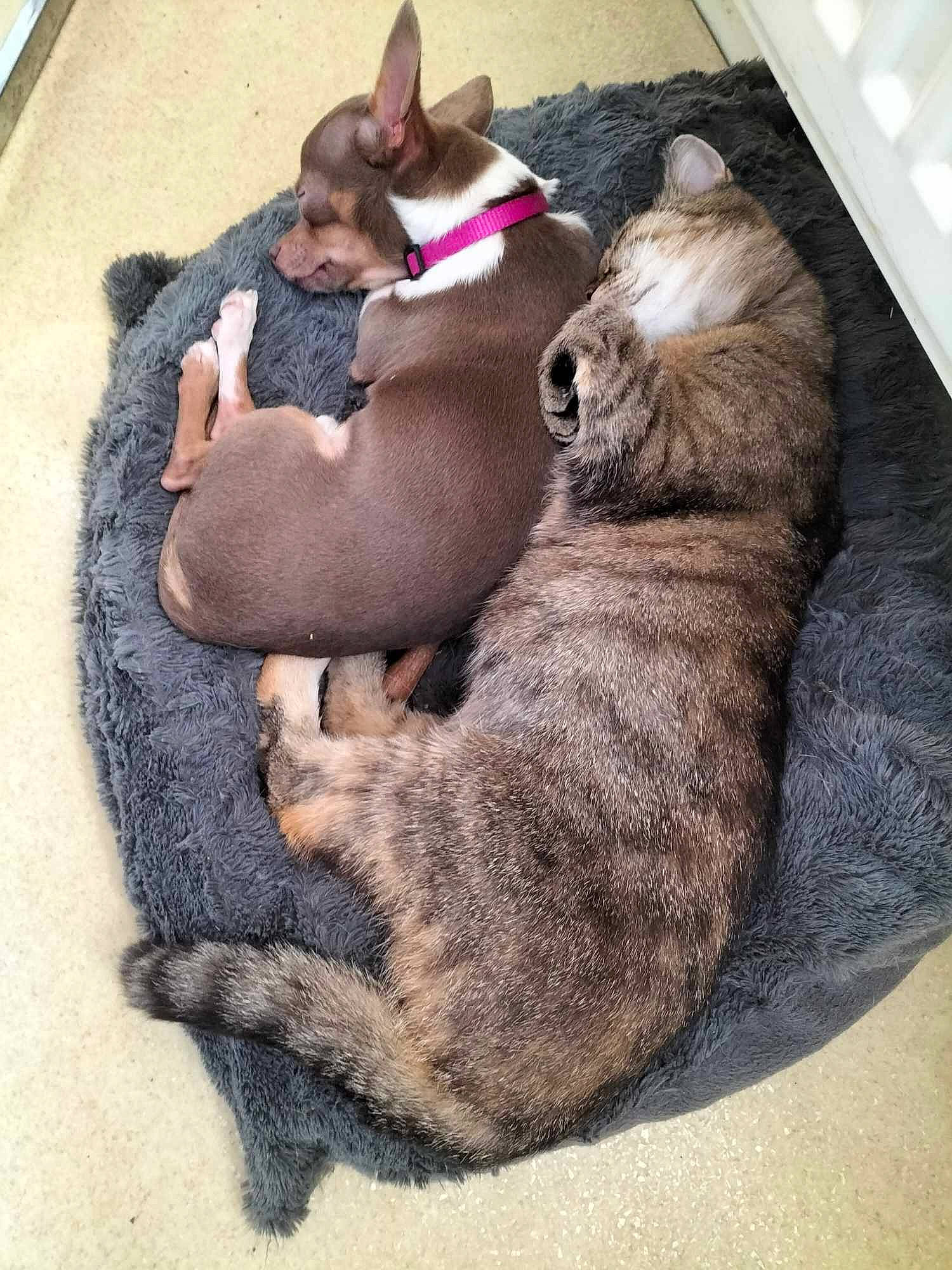 Sushis a rejoint le concours — aidez-le/la à gagner de superbes lots ! canidae, carnivore, cat, comfort, companion_dog, dog_breed, domestic_short_haired_cat, fawn, felidae, fur, grey, lap, nap, paw, sleep, small_to_medium_sized_cats, snout, sporting_group, tail, whiskers