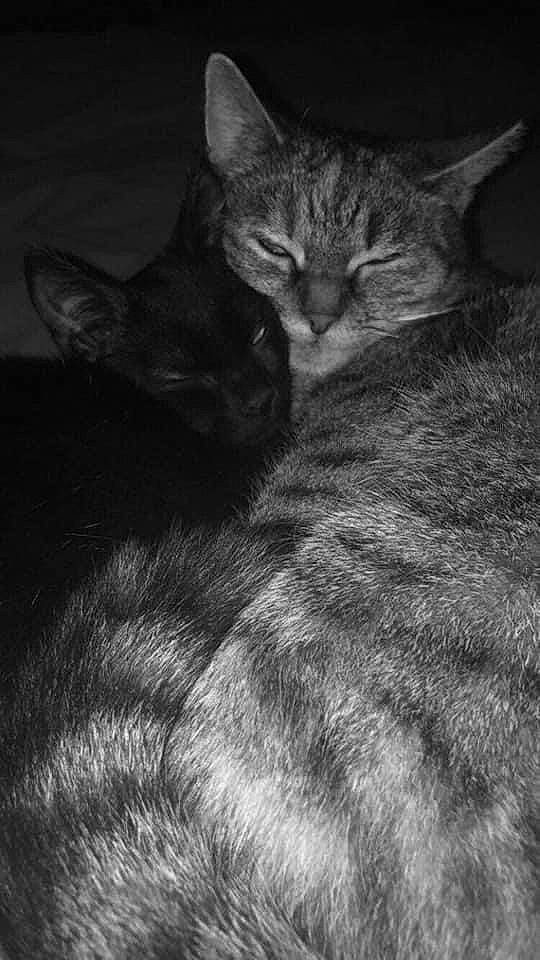 Sushis a rejoint le concours — aidez-le/la à gagner de superbes lots ! black_and_white, black_cat, carnivore, cat, claw, comfort, darkness, domestic_short_haired_cat, felidae, fur, grey, monochrome, monochrome_photography, paw, shadow, small_to_medium_sized_cats, snout, style, tail, whiskers